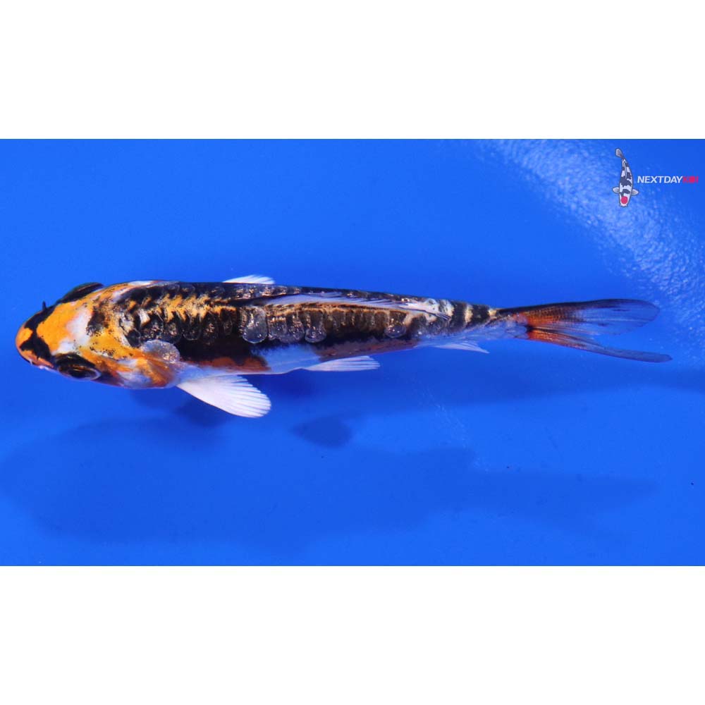 3” Imported Kin Kikokuryu