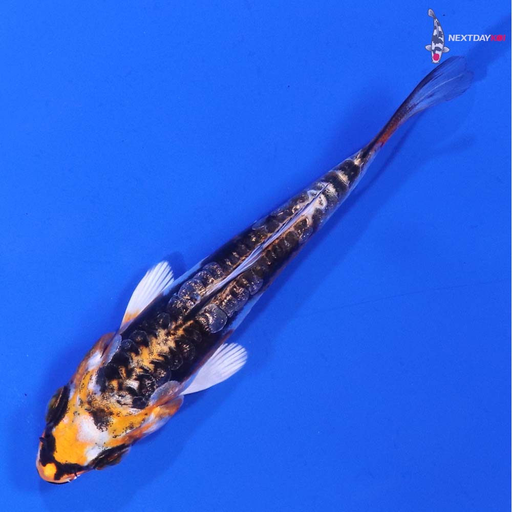 3” Imported Kin Kikokuryu