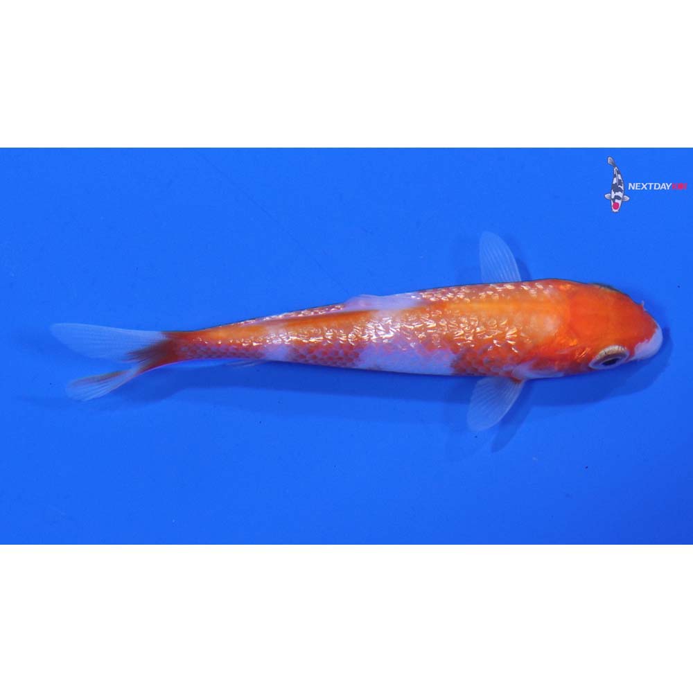 3” Imported Gin Rin Kohaku