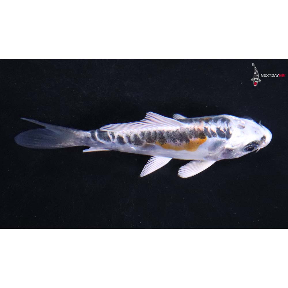 3” Imported Doitsu Blue Kujaku