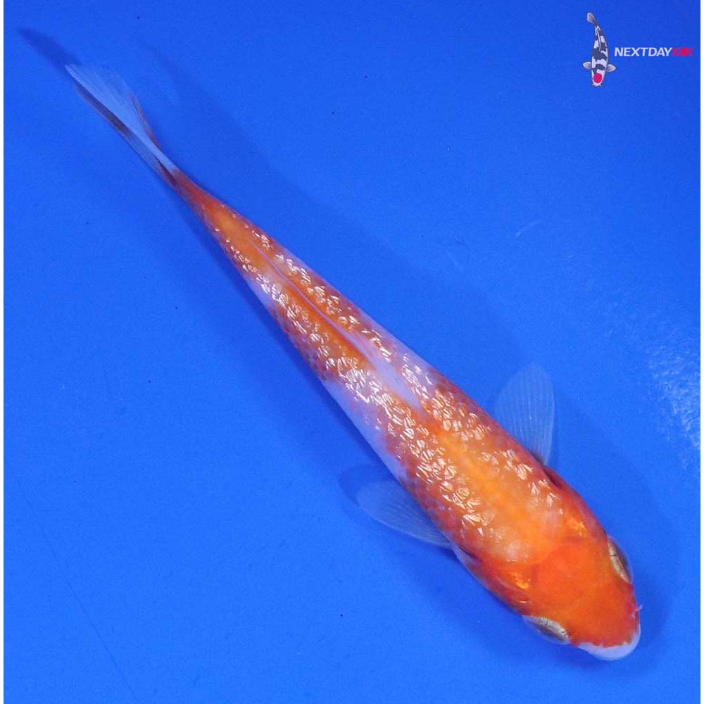 3” Imported Gin Rin Kohaku