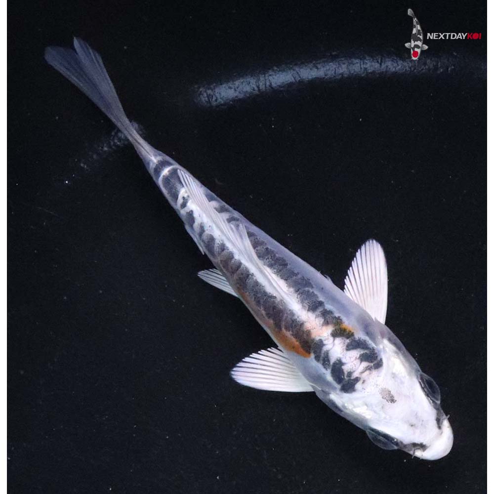 3” Imported Doitsu Blue Kujaku