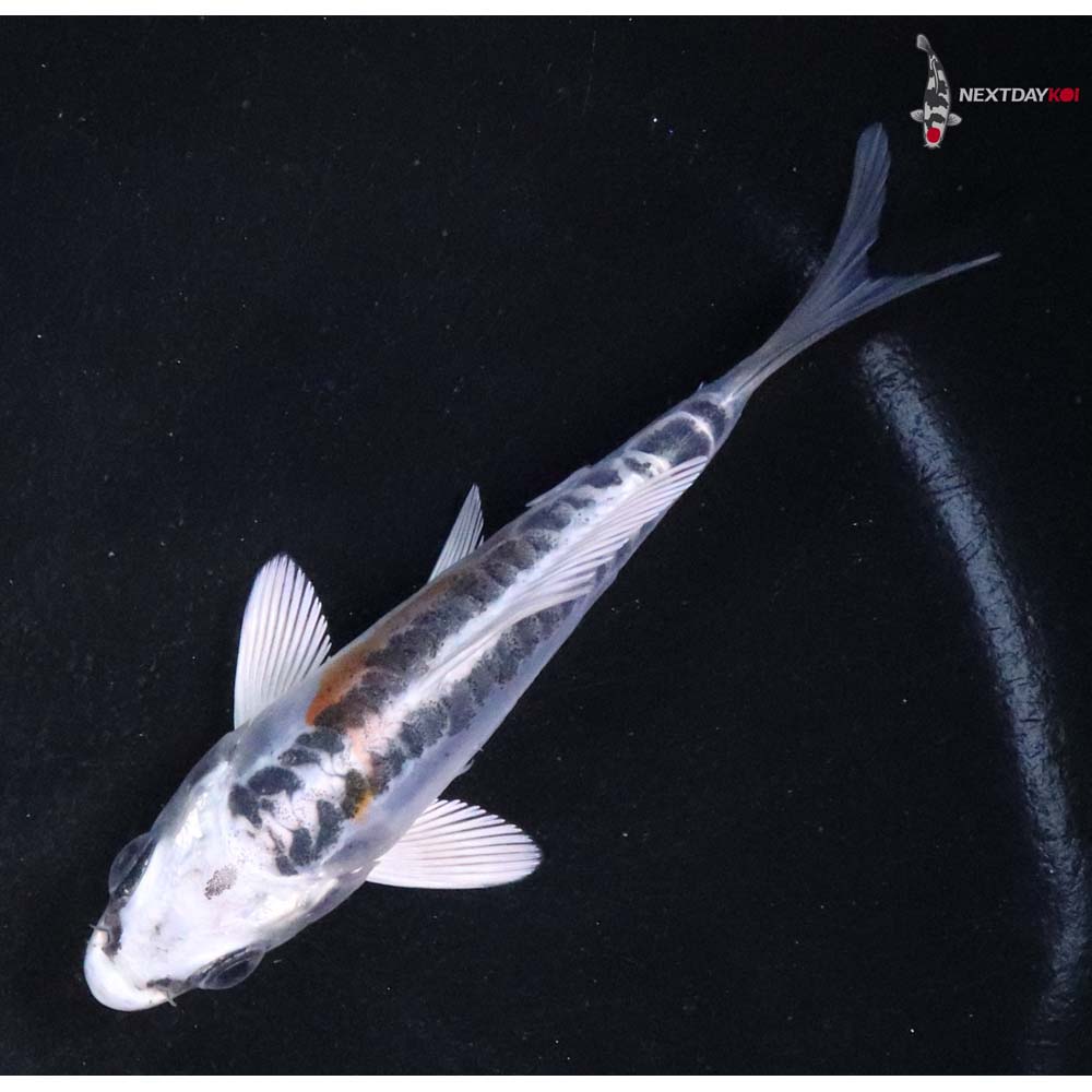 3” Imported Doitsu Blue Kujaku