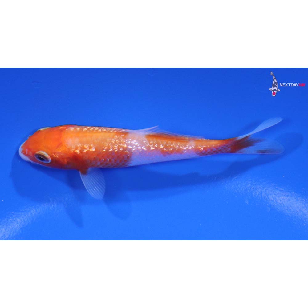 3” Imported Gin Rin Kohaku