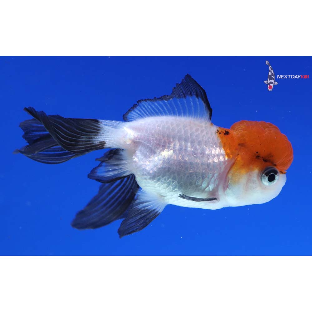 3” Imported Calico Oranda