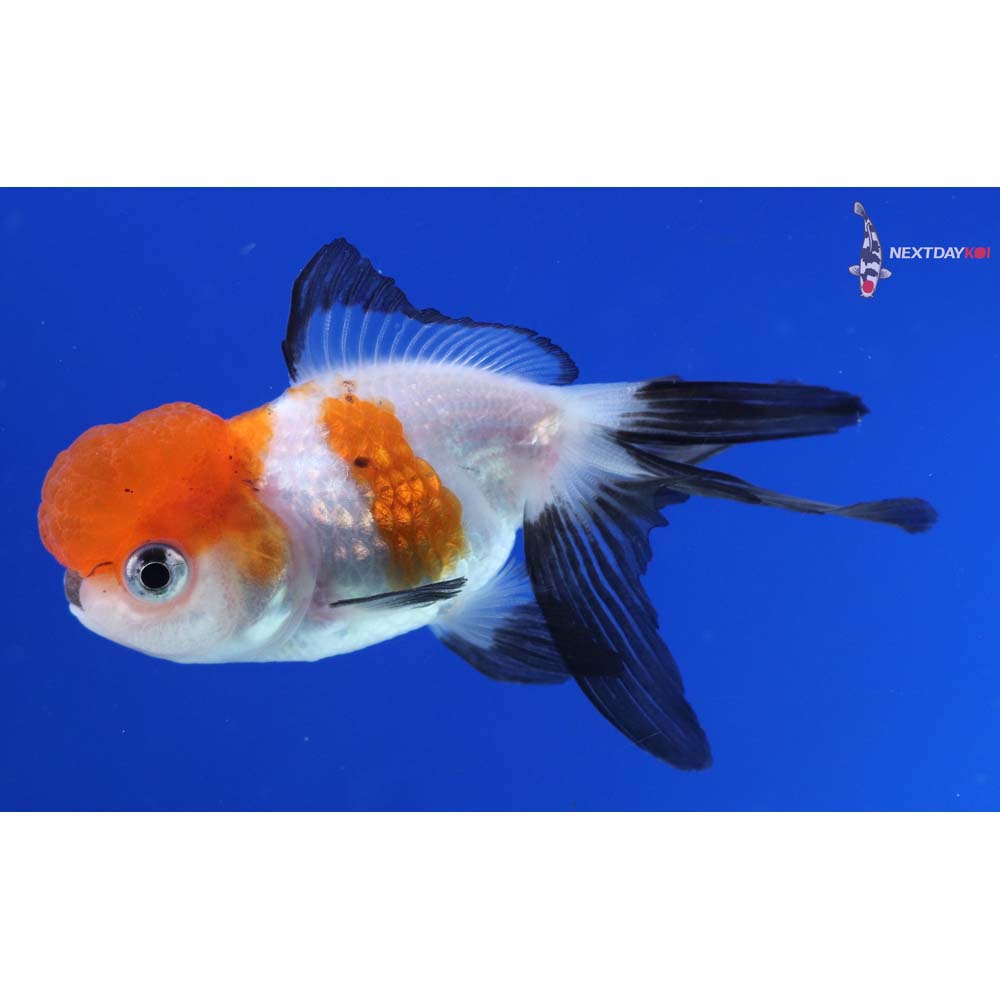 3” Imported Calico Oranda