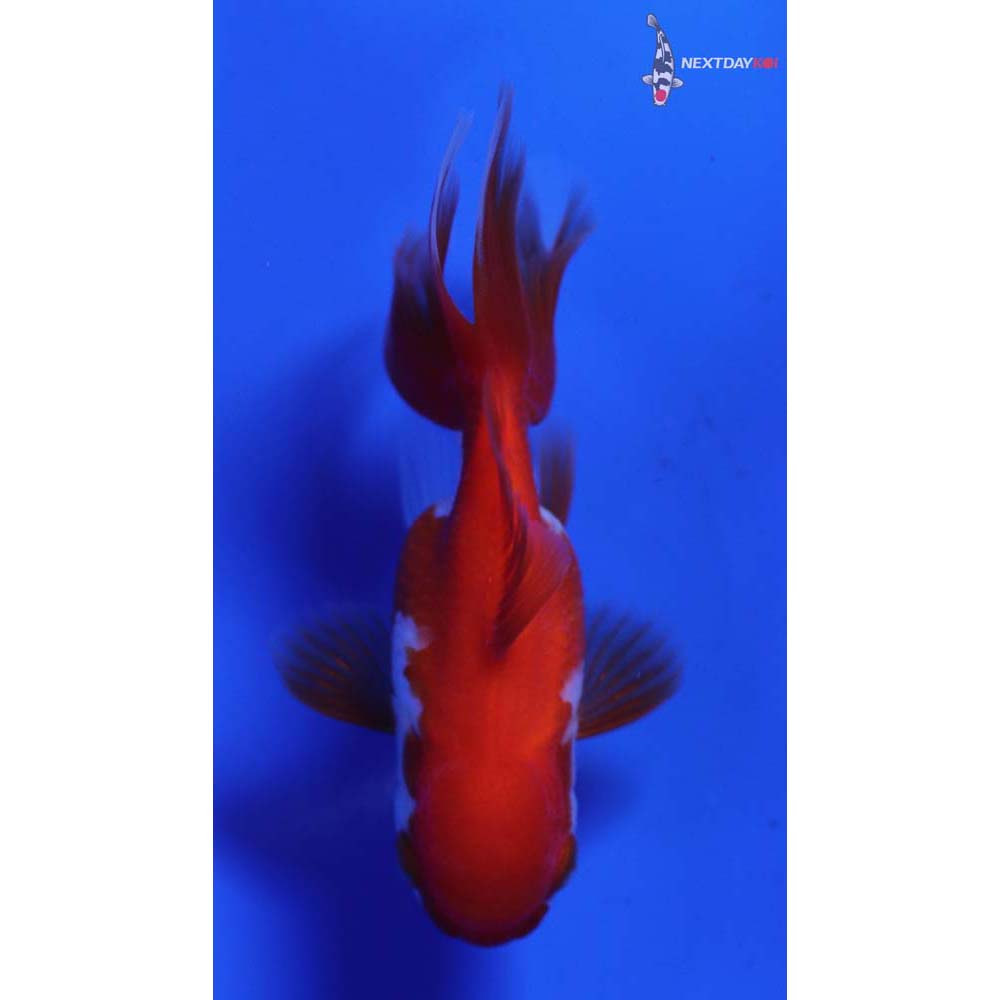 3” Imported Red and White Oranda