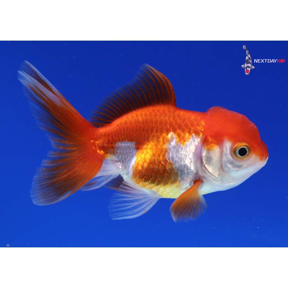 3” Imported Red and White Oranda