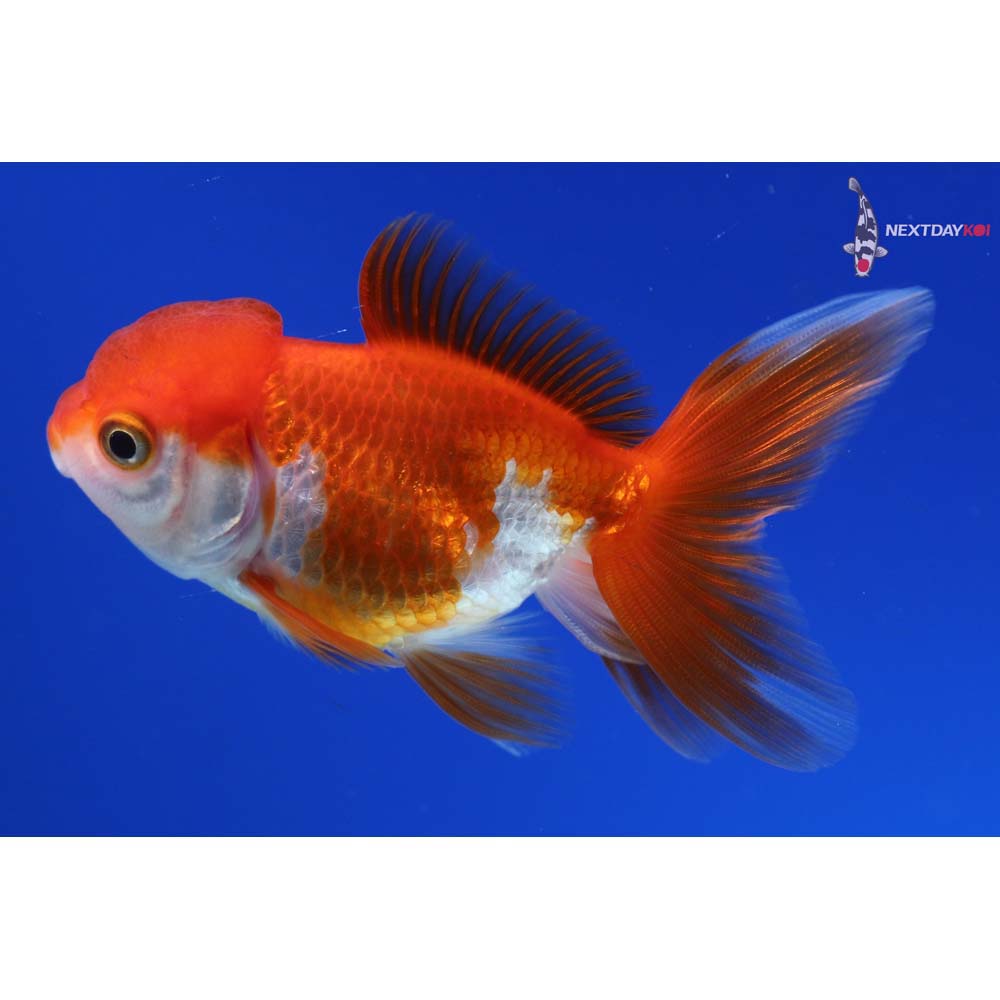 3” Imported Red and White Oranda