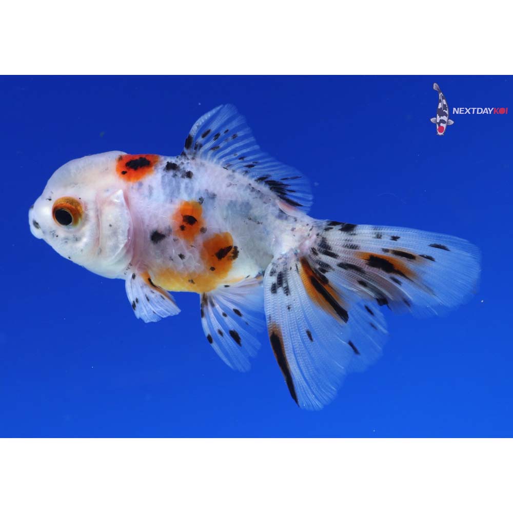 3” Imported Calico Oranda