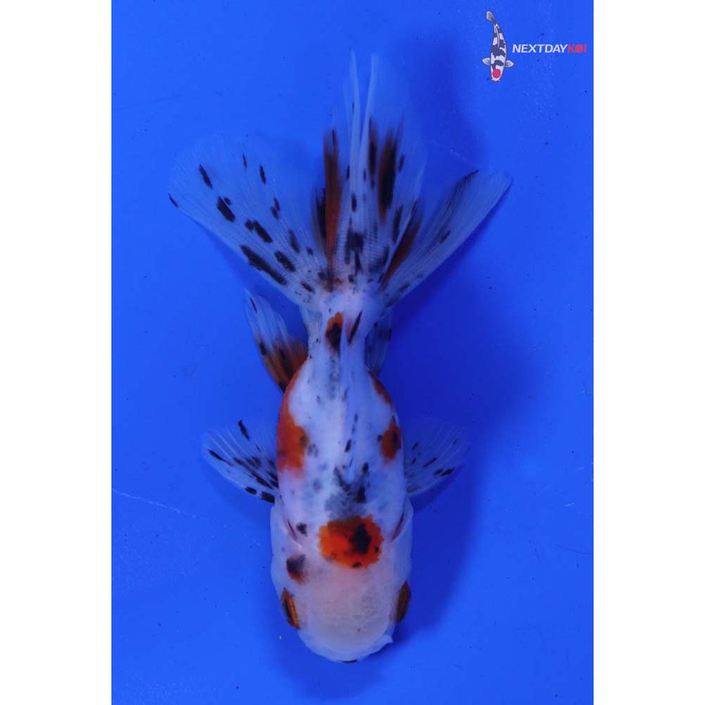 3” Imported Calico Oranda