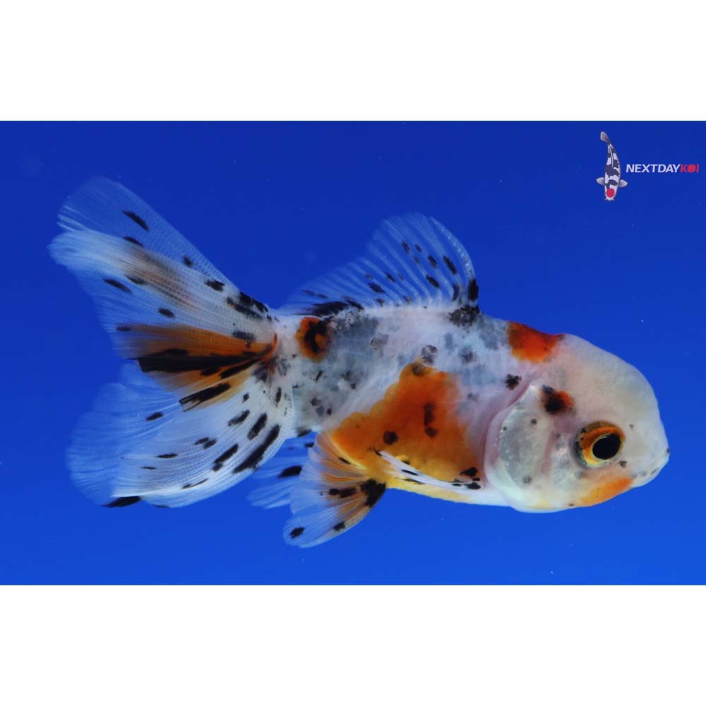 3” Imported Calico Oranda