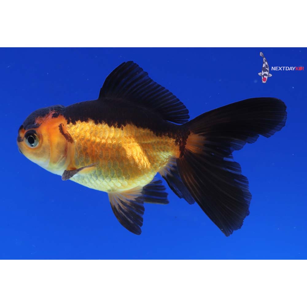 3” Imported Red and Black Oranda