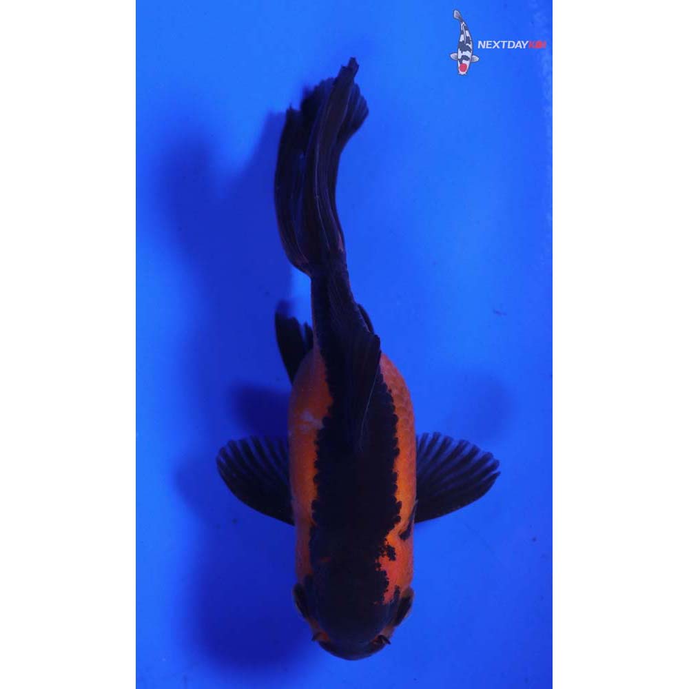 3” Imported Red and Black Oranda