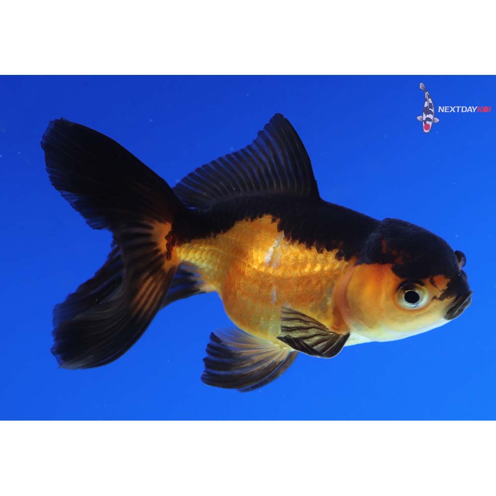 3” Imported Red and Black Oranda