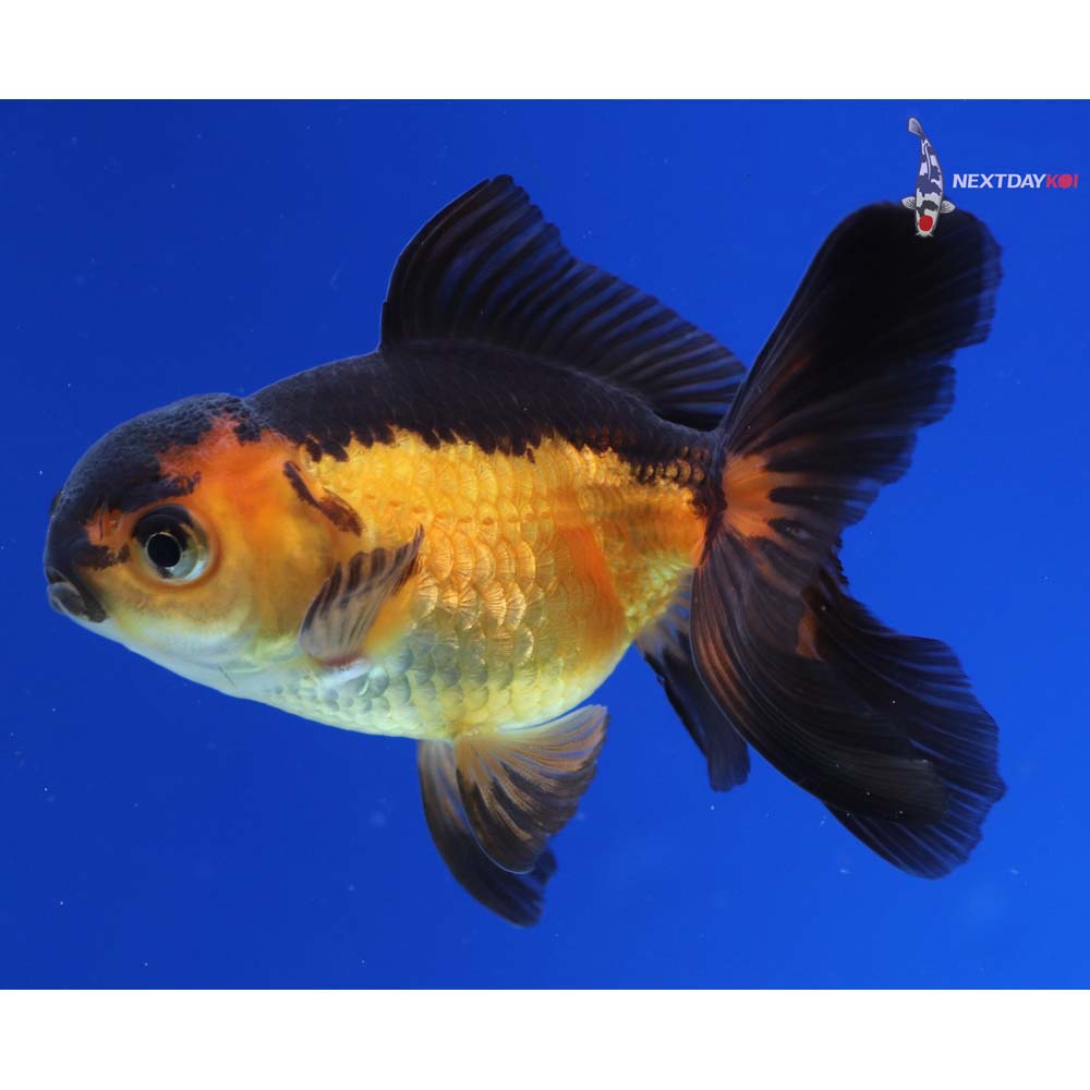 3” Imported Red and Black Oranda