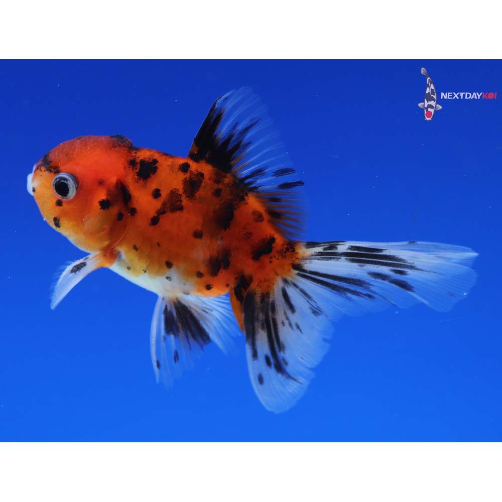 3” Imported Calico Oranda