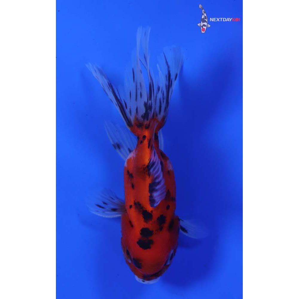 3” Imported Calico Oranda