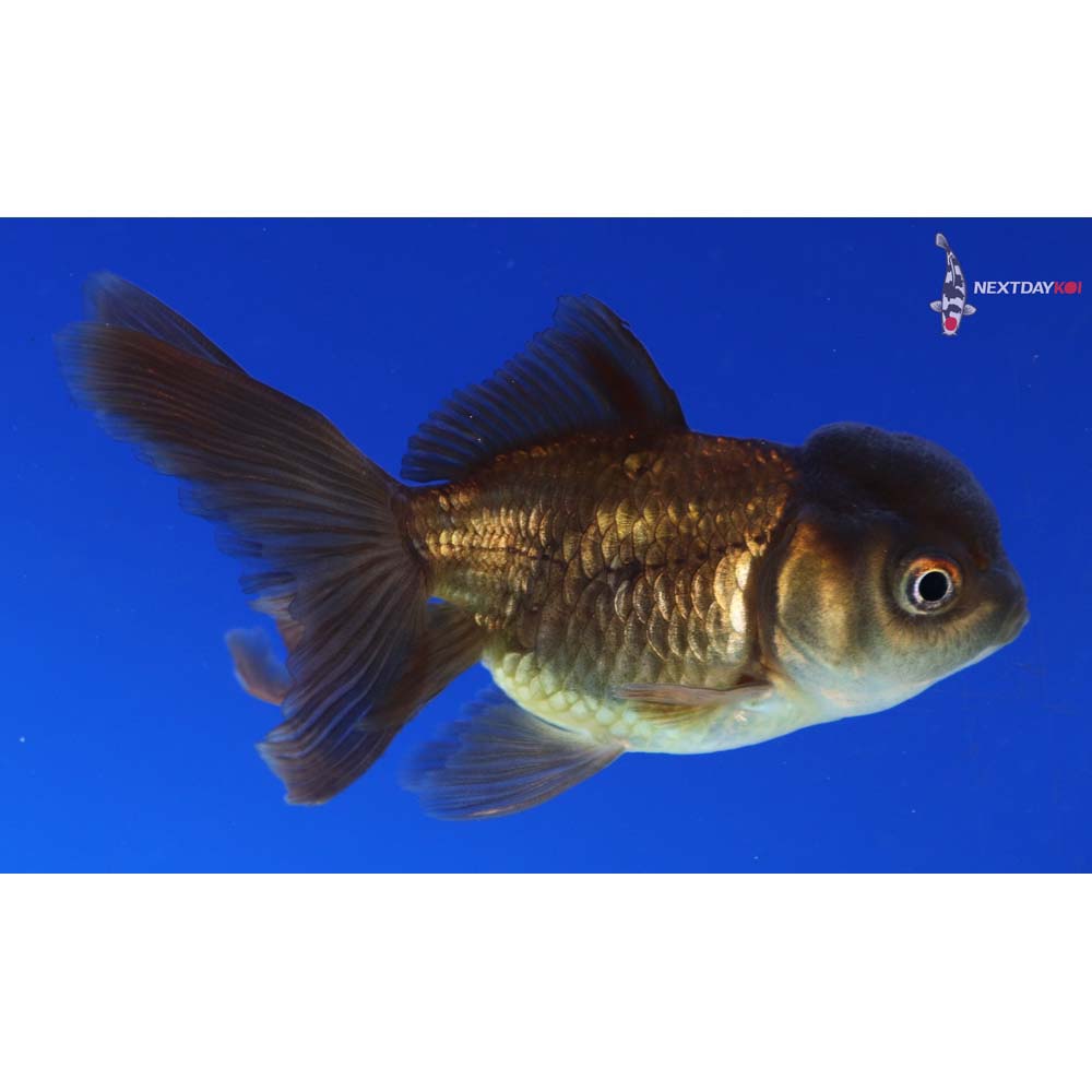 3.5” Imported Bronze Oranda