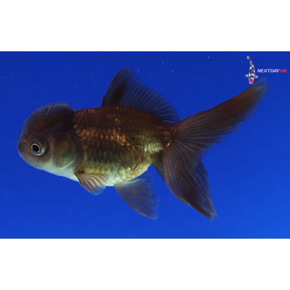 3.5” Imported Bronze Oranda