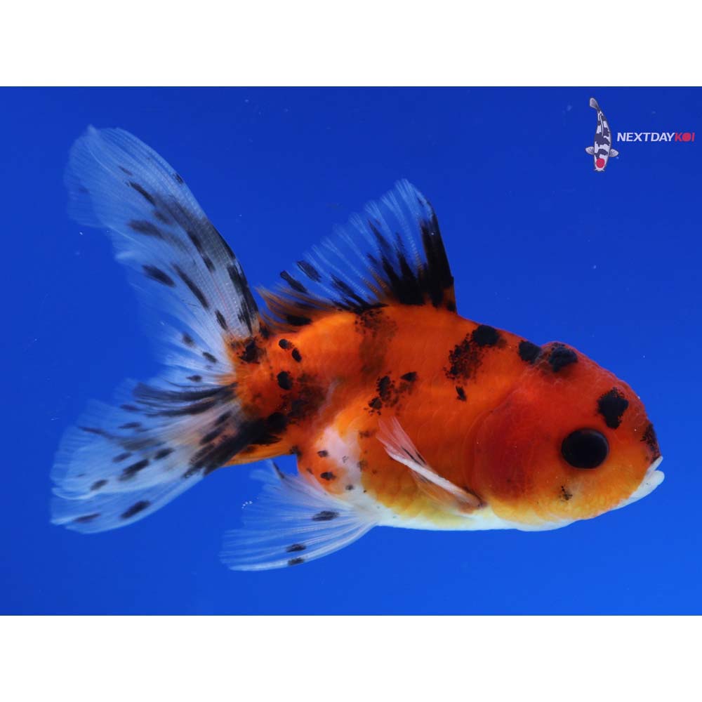 3” Imported Calico Oranda