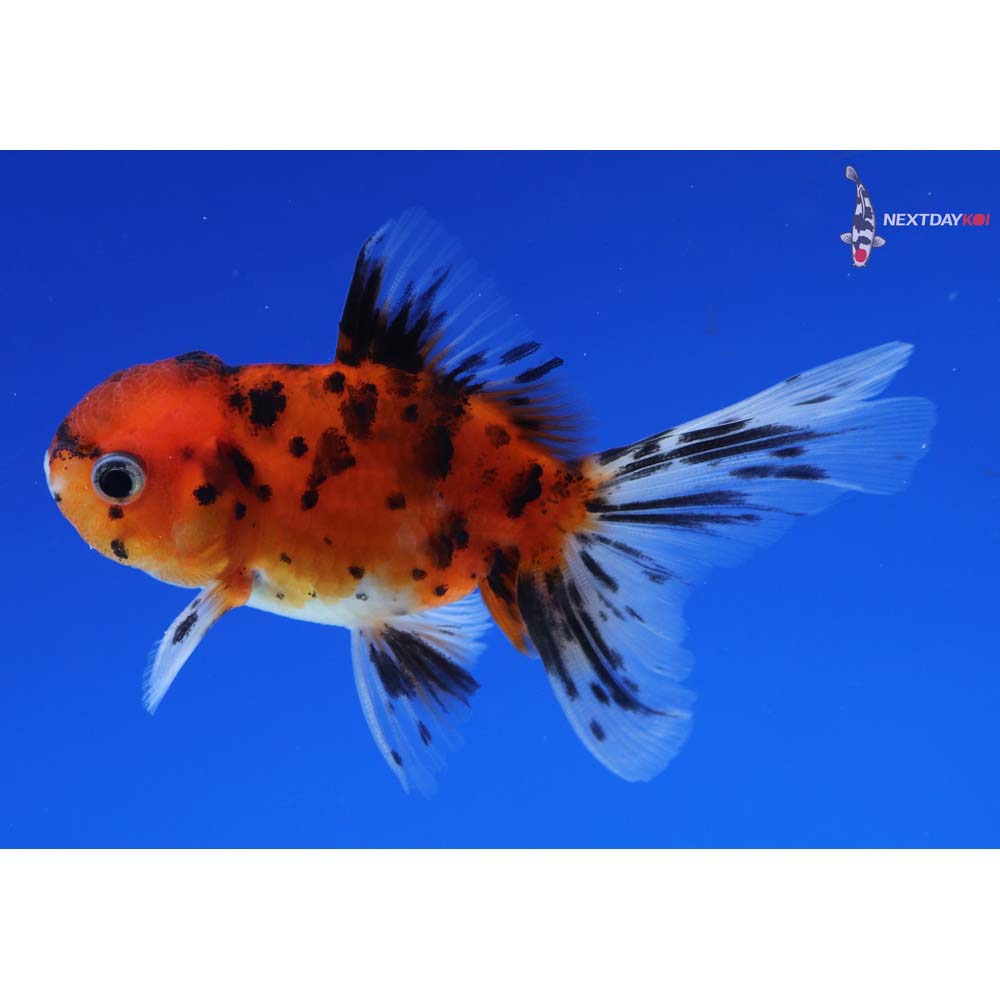 3” Imported Calico Oranda
