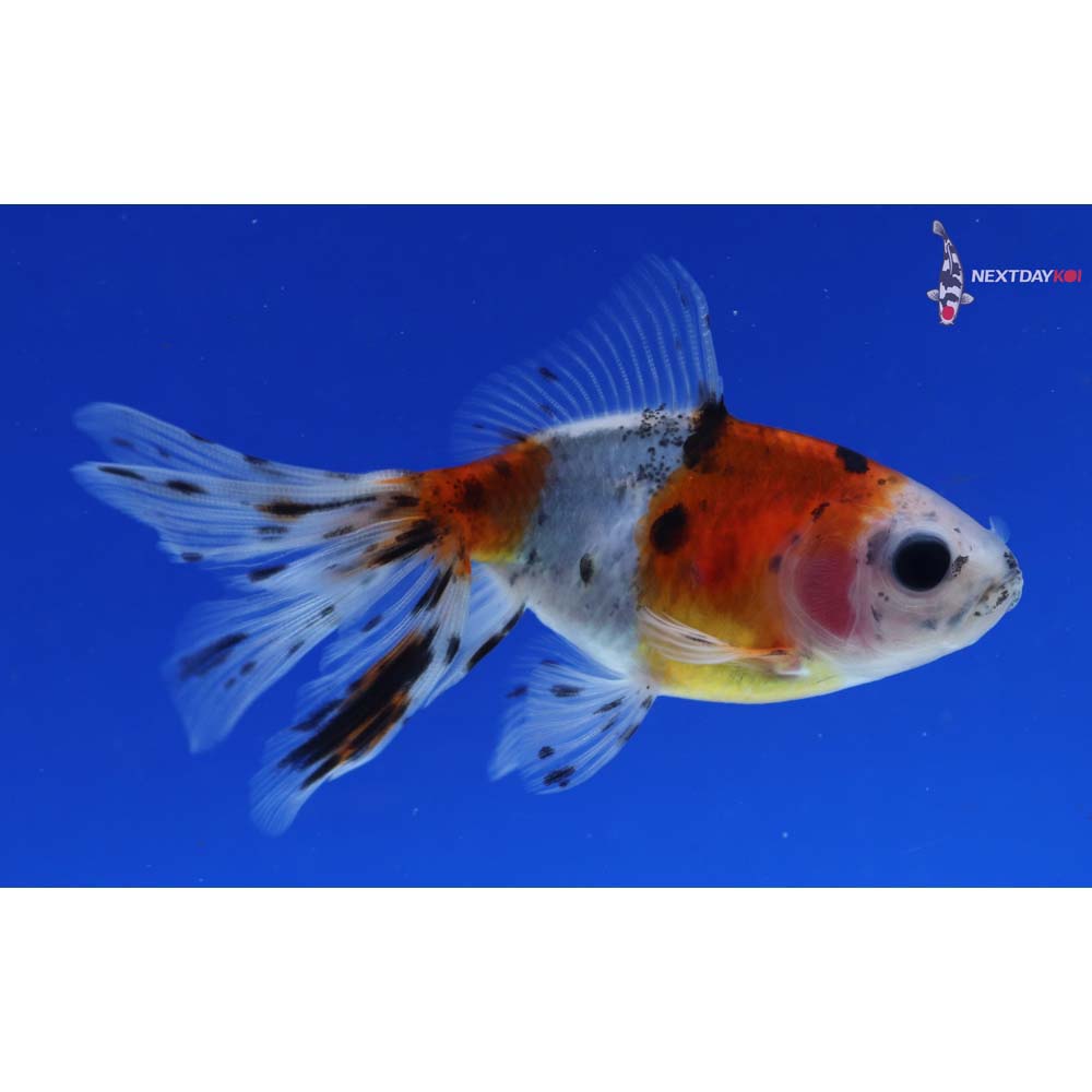 3.5” Imported Calico Wakin