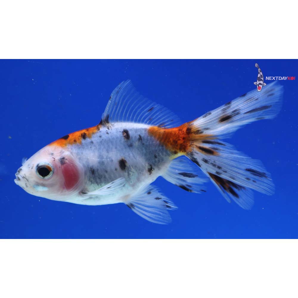 3.5” Imported Calico Wakin