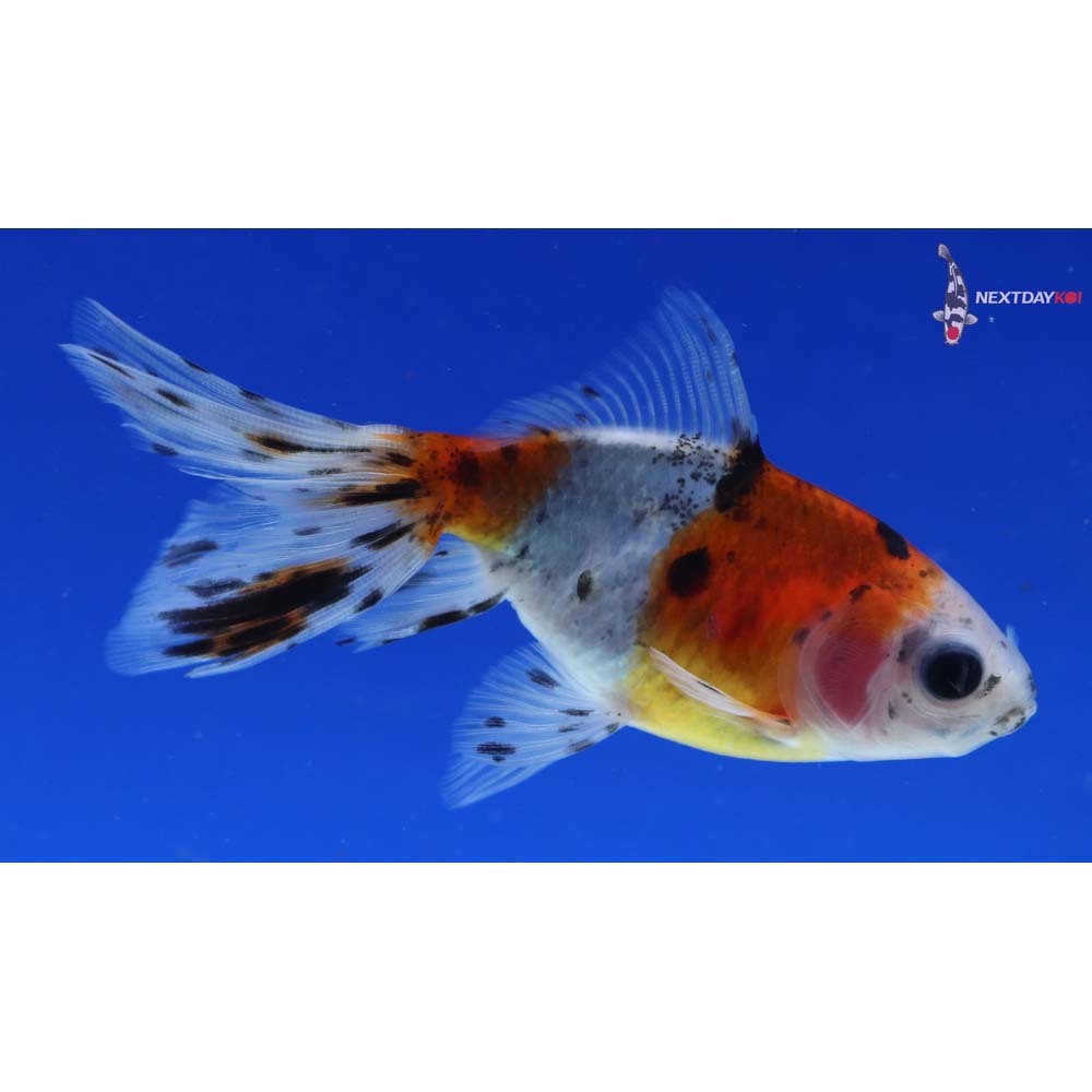 3.5” Imported Calico Wakin
