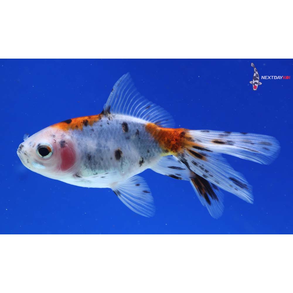 3.5” Imported Calico Wakin