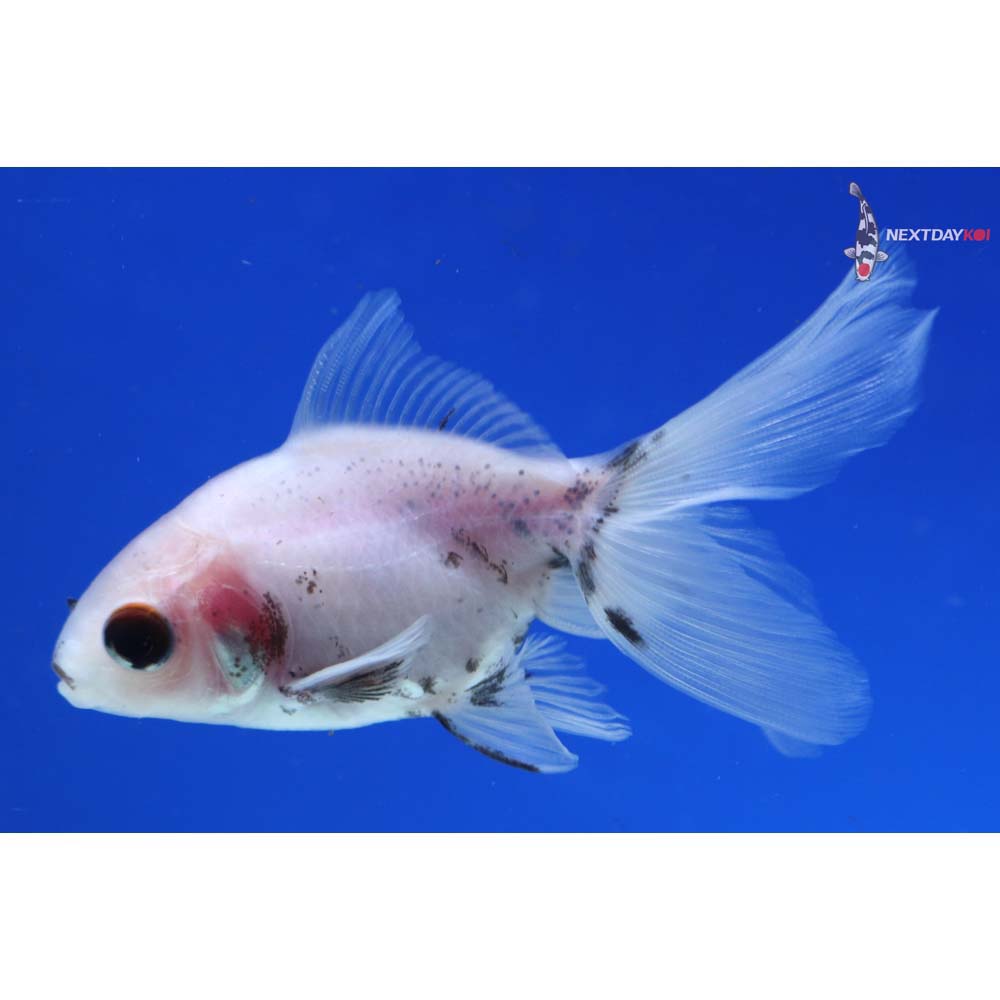 3” Imported Black and White Ryukin