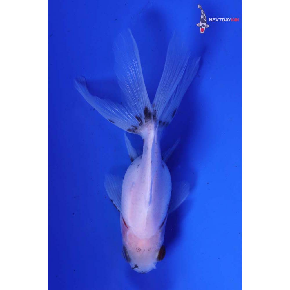 3” Imported Black and White Ryukin