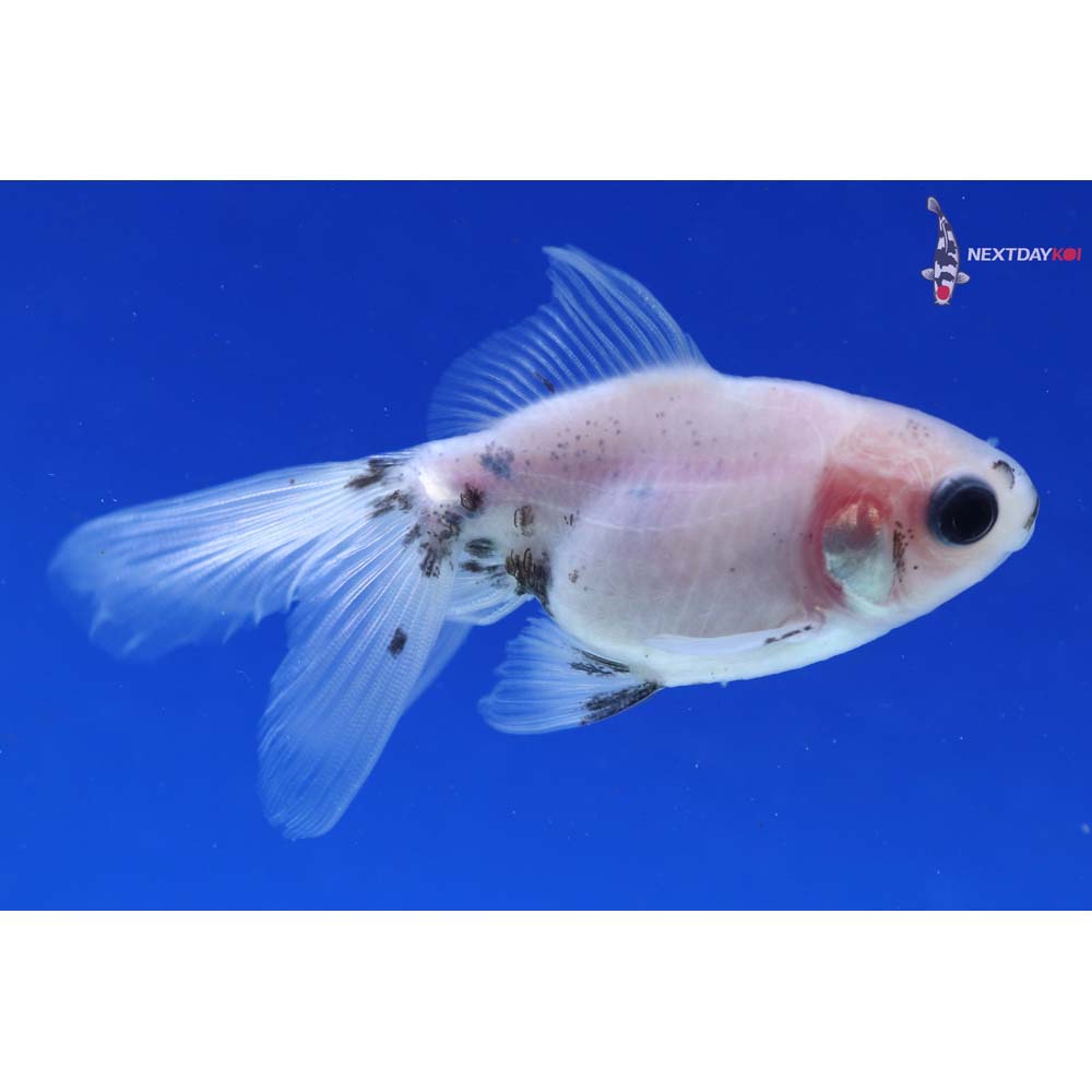 3” Imported Black and White Ryukin