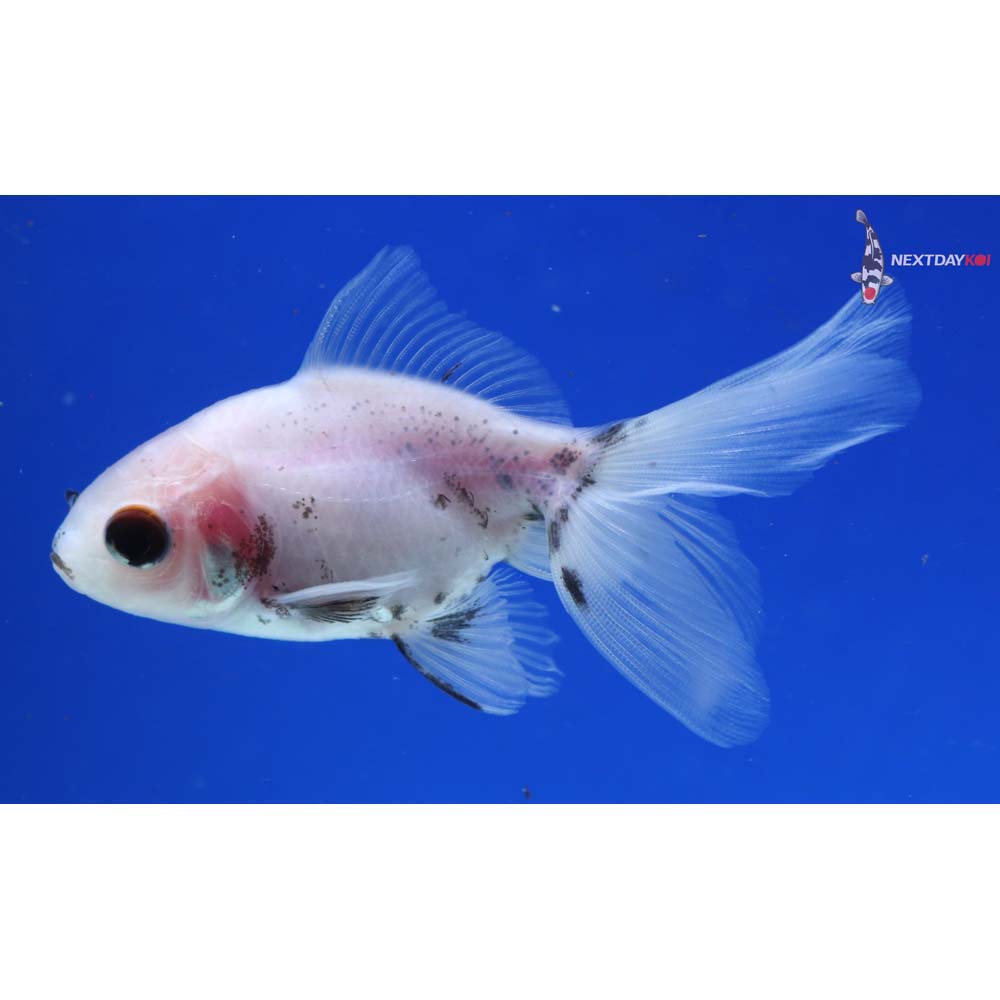 3” Imported Black and White Ryukin