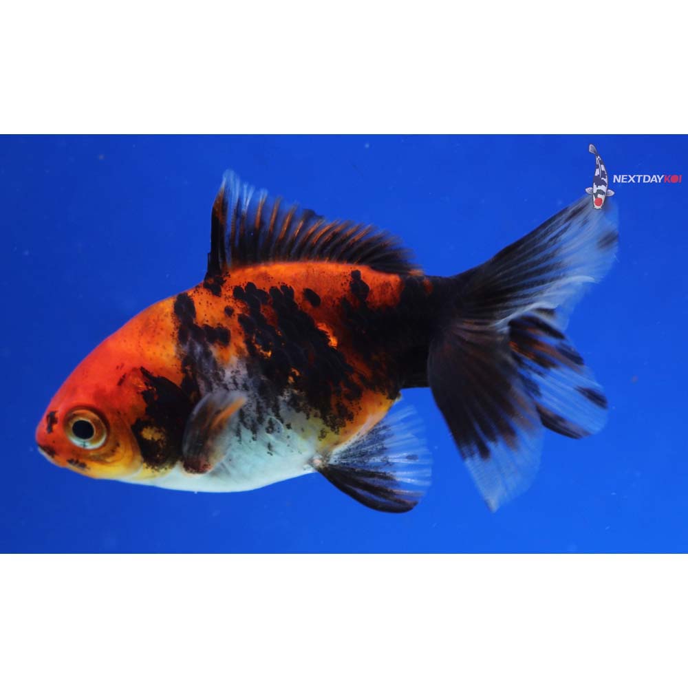 3.5” Imported Calico Ryukin