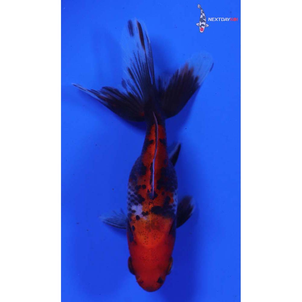 3.5” Imported Calico Ryukin