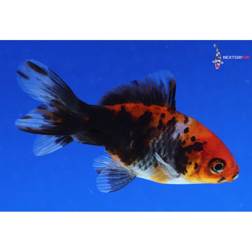 3.5” Imported Calico Ryukin