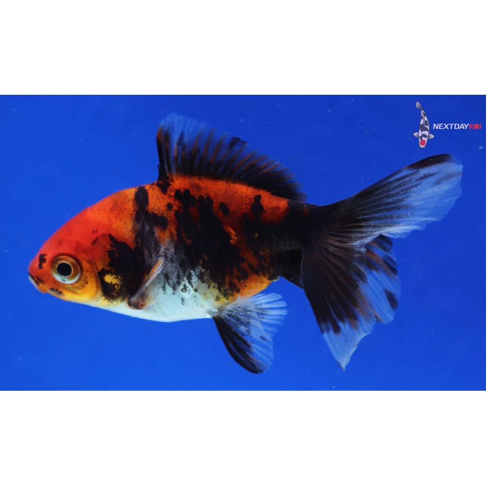 3.5” Imported Calico Ryukin