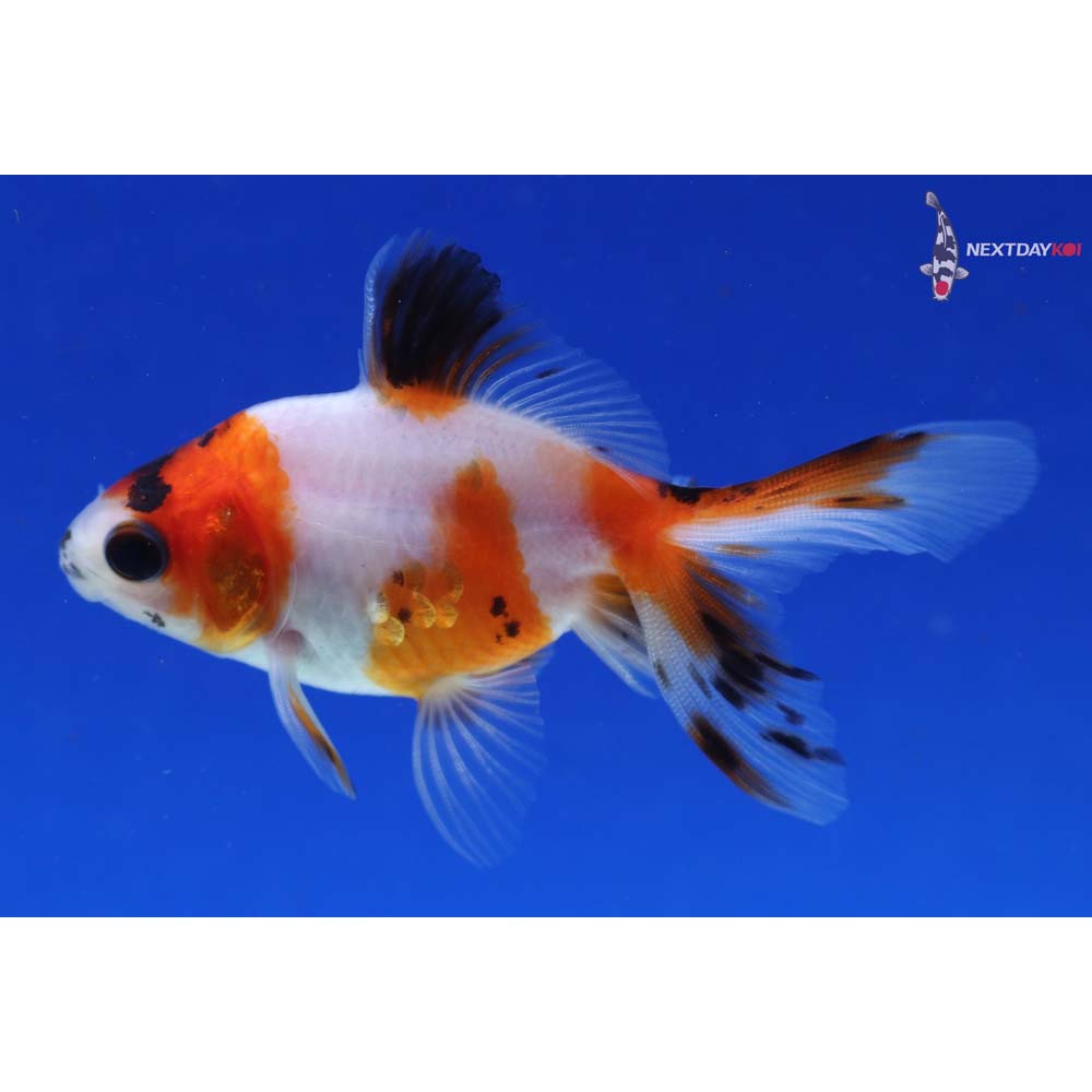 3.5” Imported Calico Ryukin