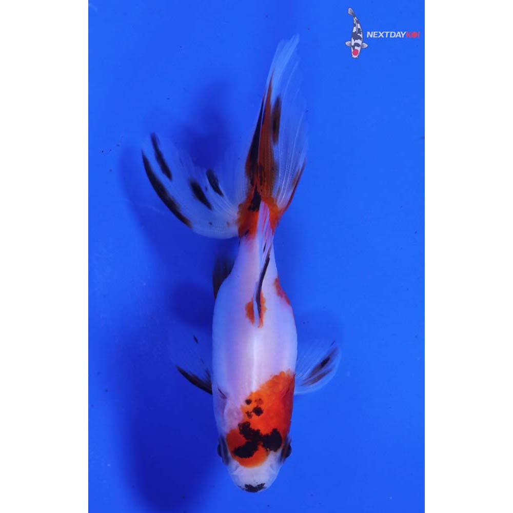 3.5” Imported Calico Ryukin