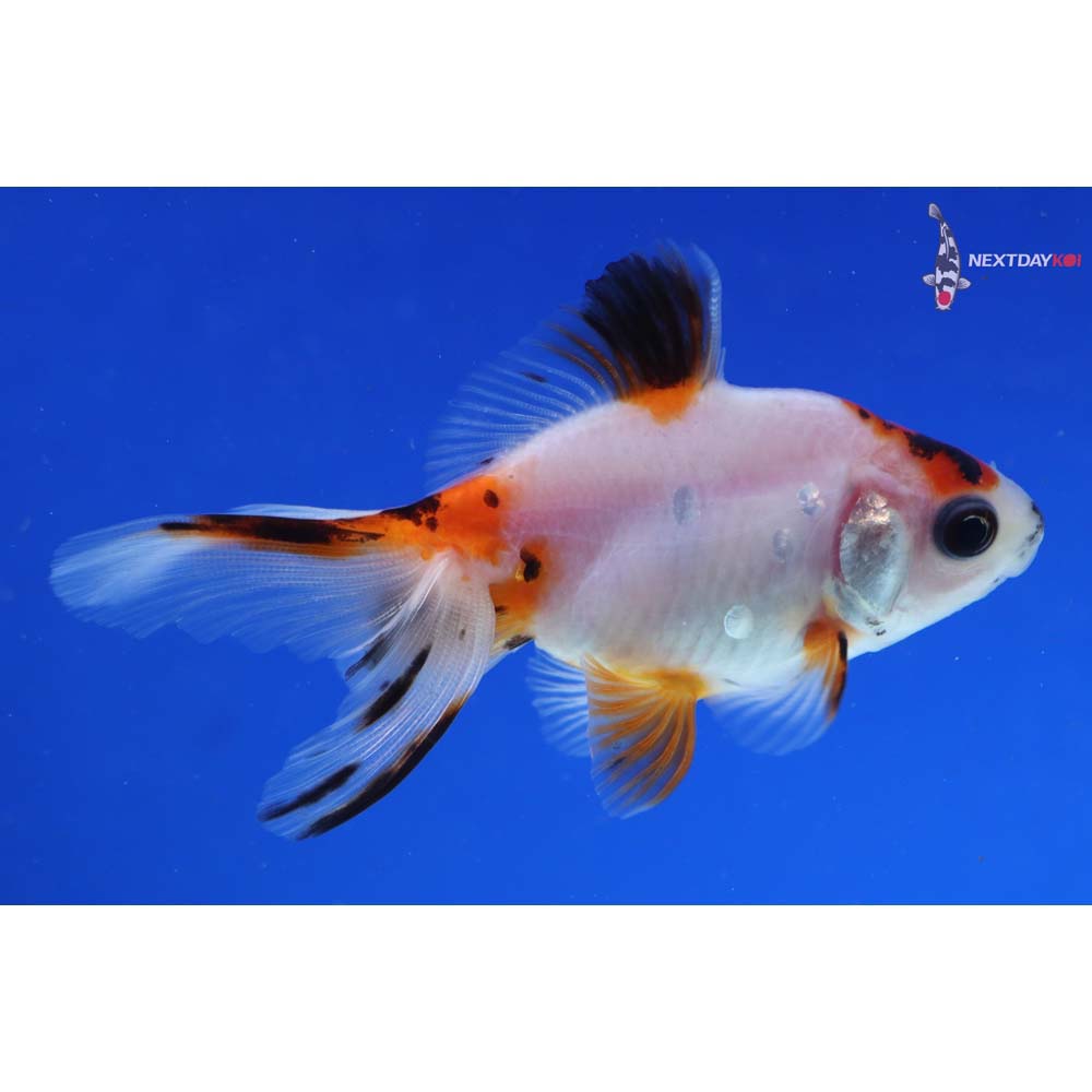 3.5” Imported Calico Ryukin