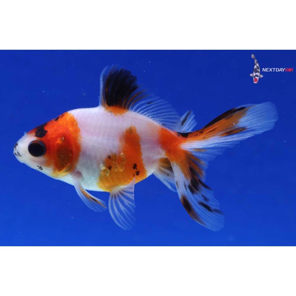 3.5” Imported Calico Ryukin