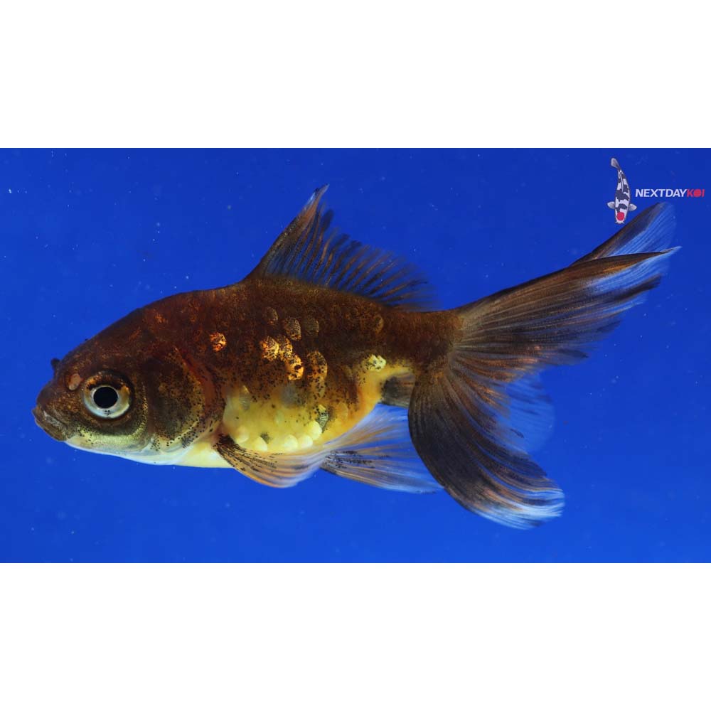 3.5” Imported Calico Ryukin
