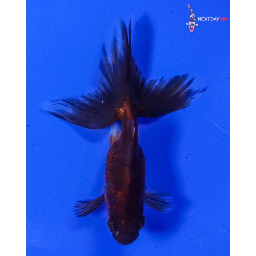 3.5” Imported Calico Ryukin