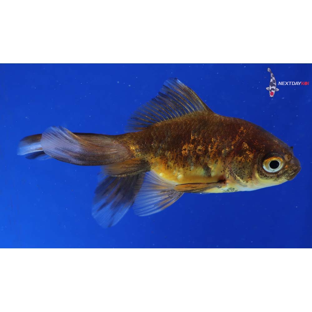3.5” Imported Calico Ryukin