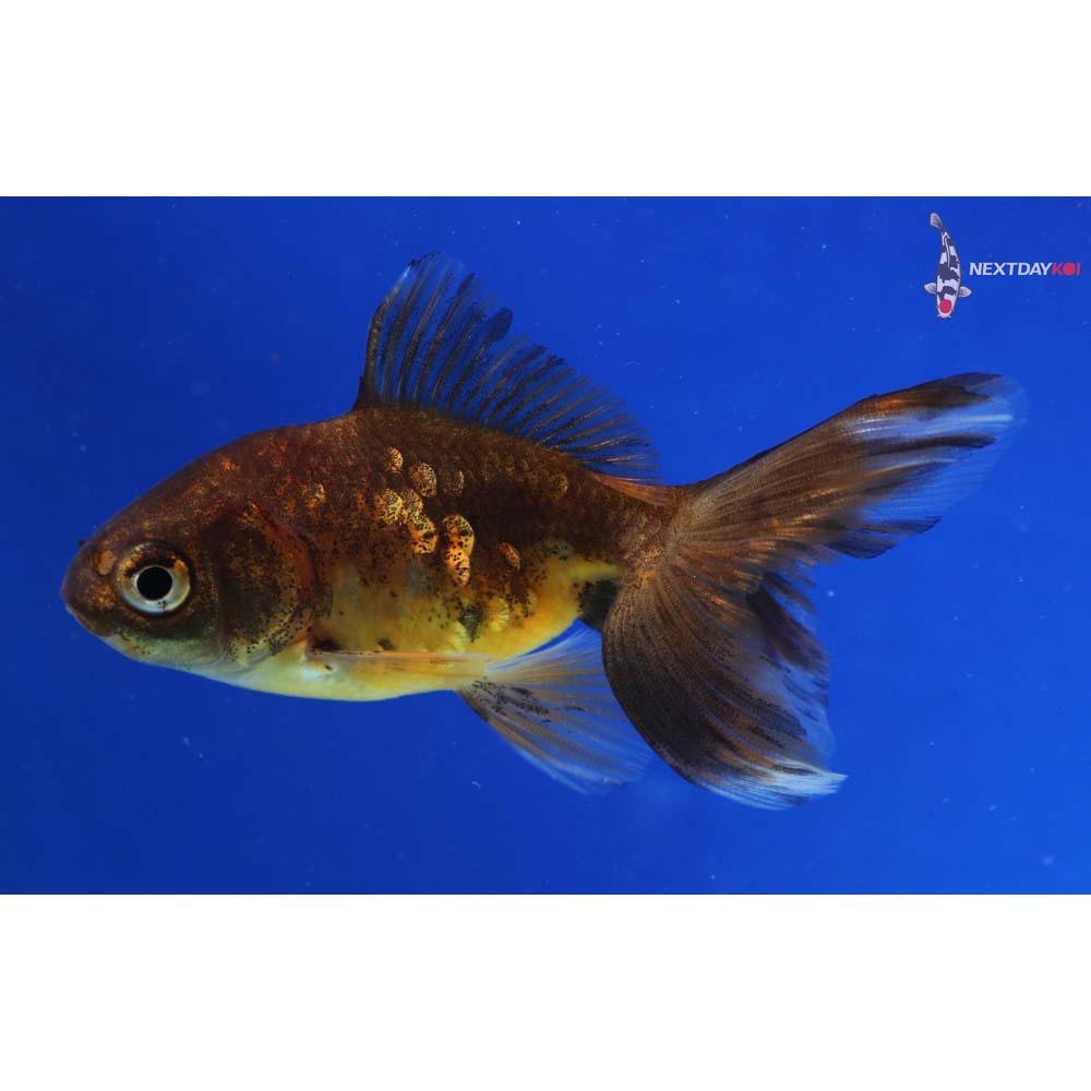 3.5” Imported Calico Ryukin
