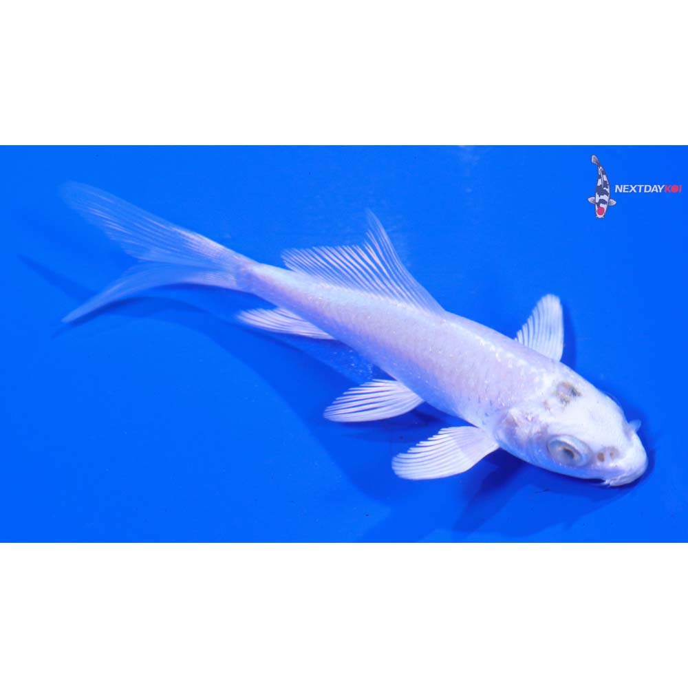 3” Imported Platinum Ogon Butterfly Koi