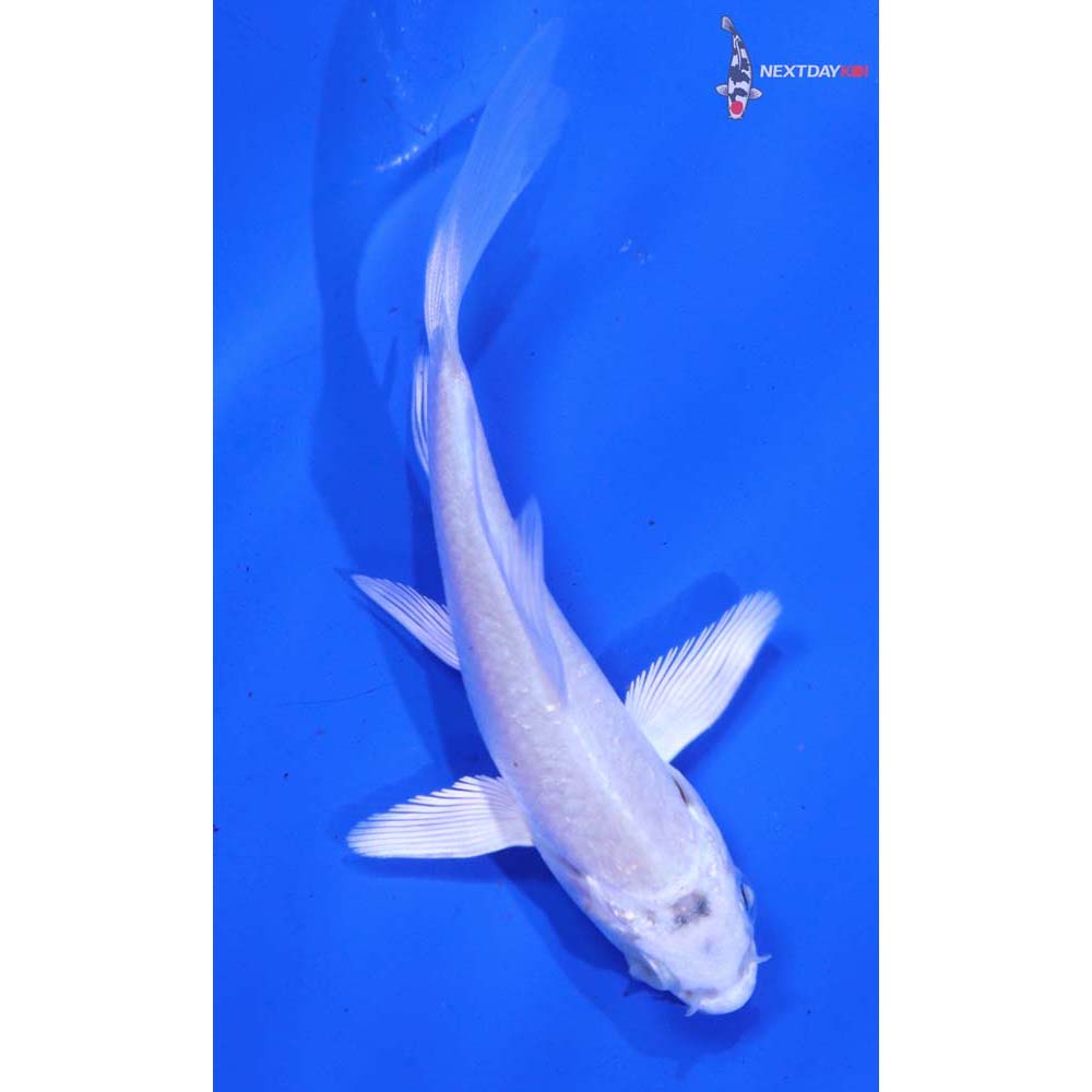 3” Imported Platinum Ogon Butterfly Koi