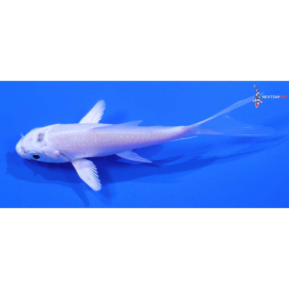 3” Imported Platinum Ogon Butterfly Koi
