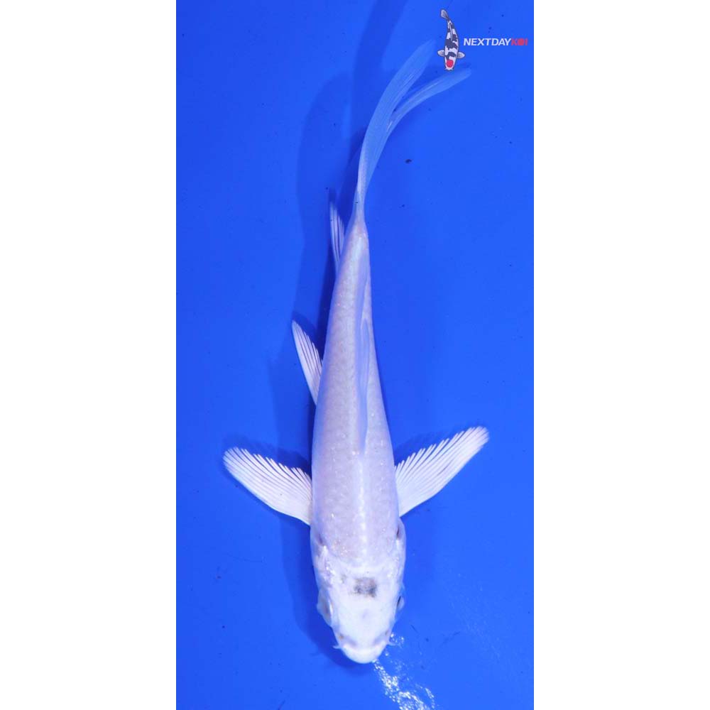 3” Imported Platinum Ogon Butterfly Koi